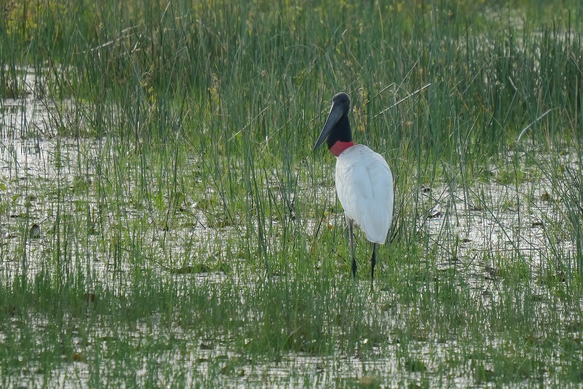 Jabiru - ML641801363