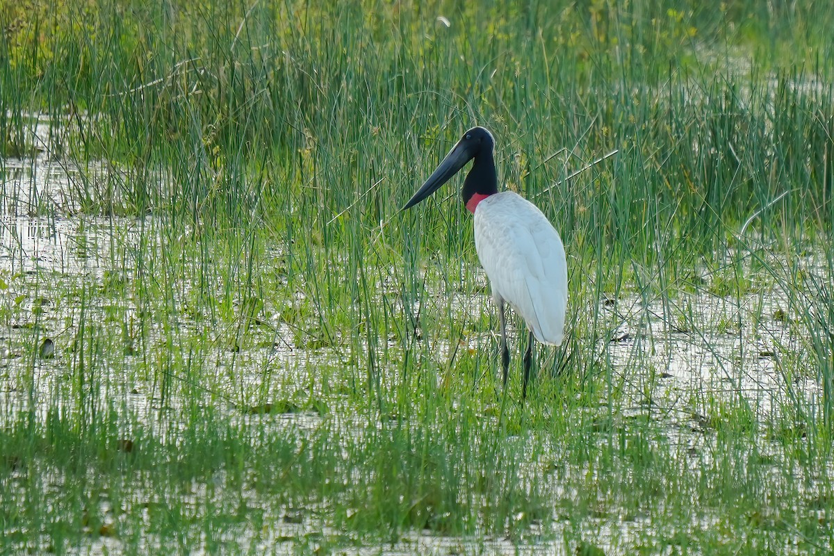 Jabiru - ML641801364