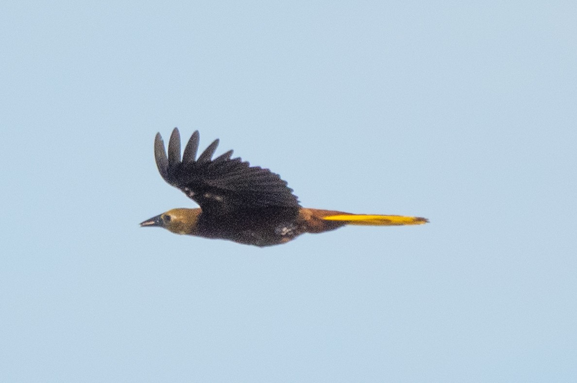 Russet-backed Oropendola - ML641801386