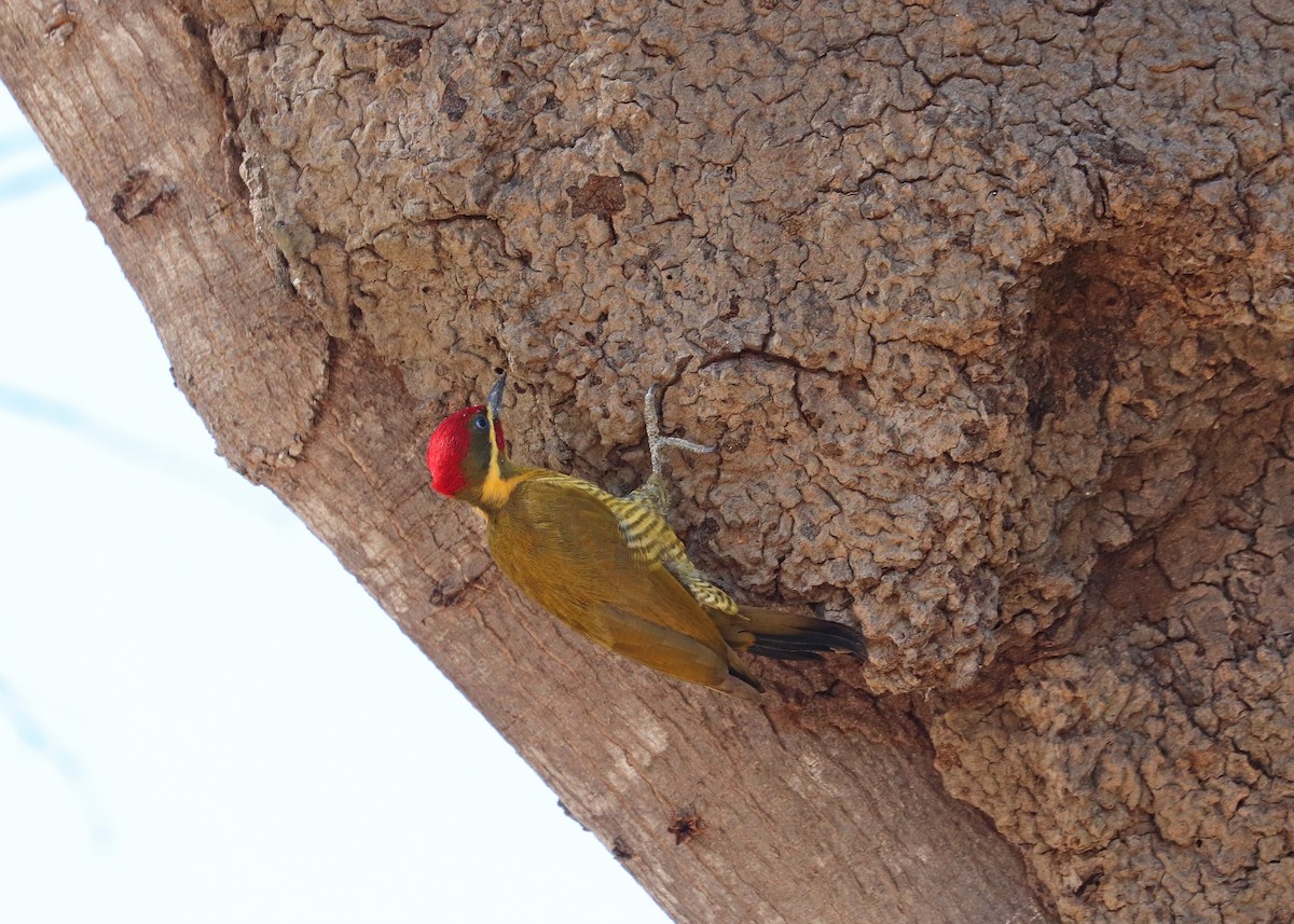 Golden-green Woodpecker - ML641801397