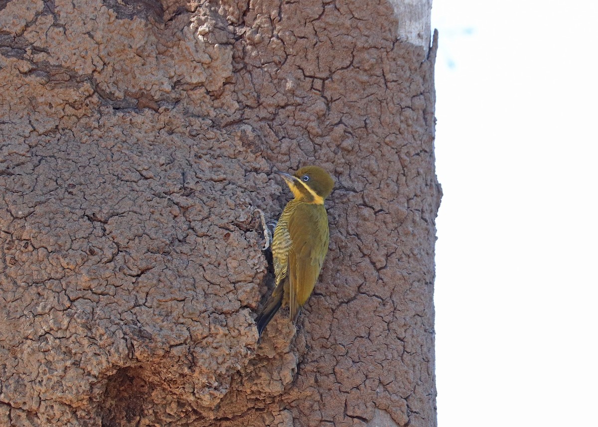 Golden-green Woodpecker - ML641801398