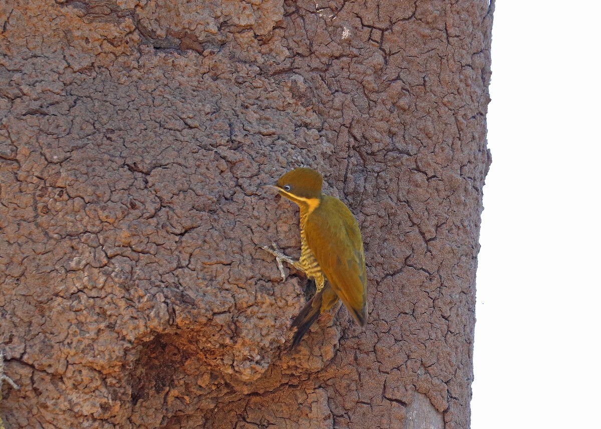 Golden-green Woodpecker - ML641801399