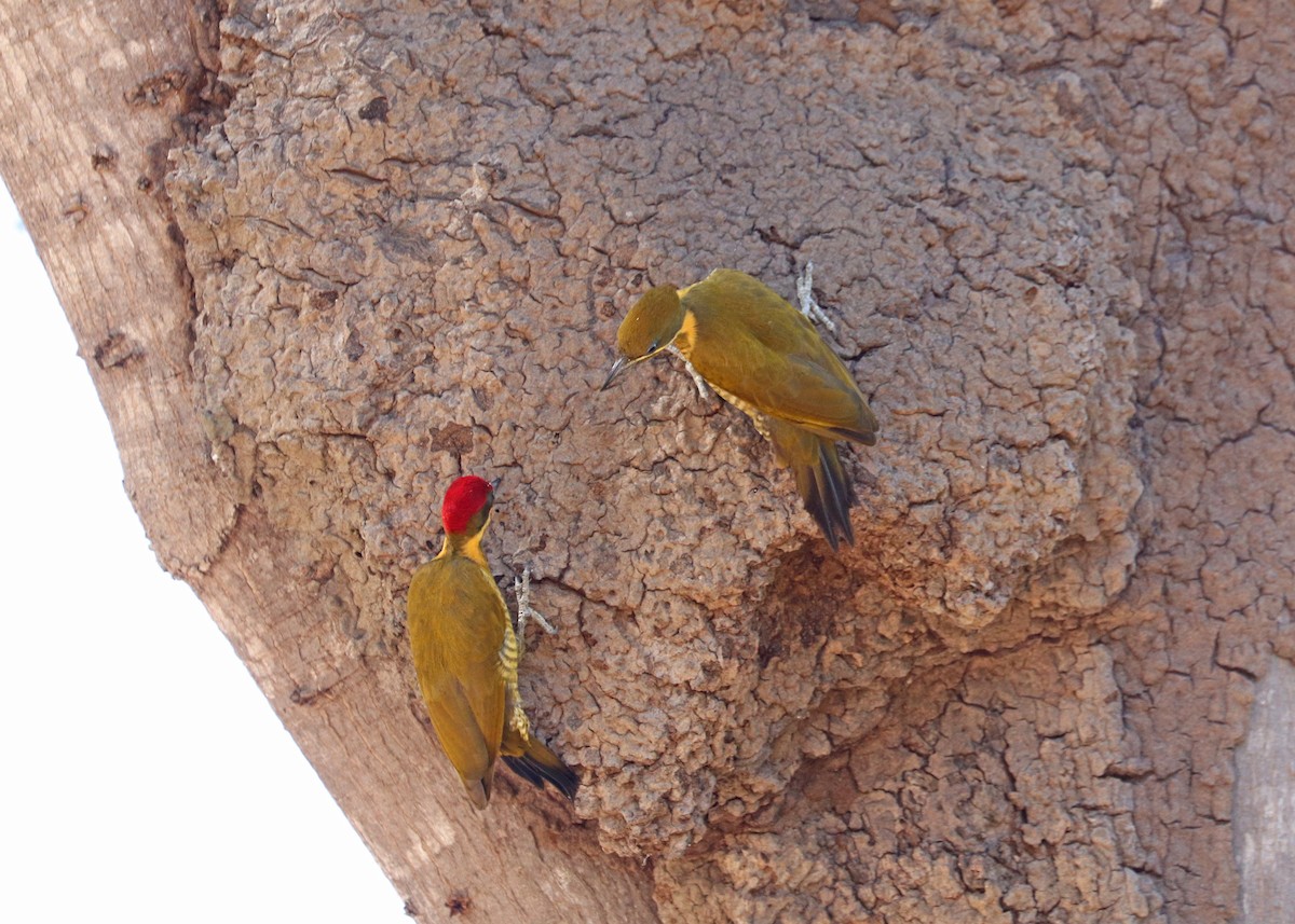 Golden-green Woodpecker - ML641801402