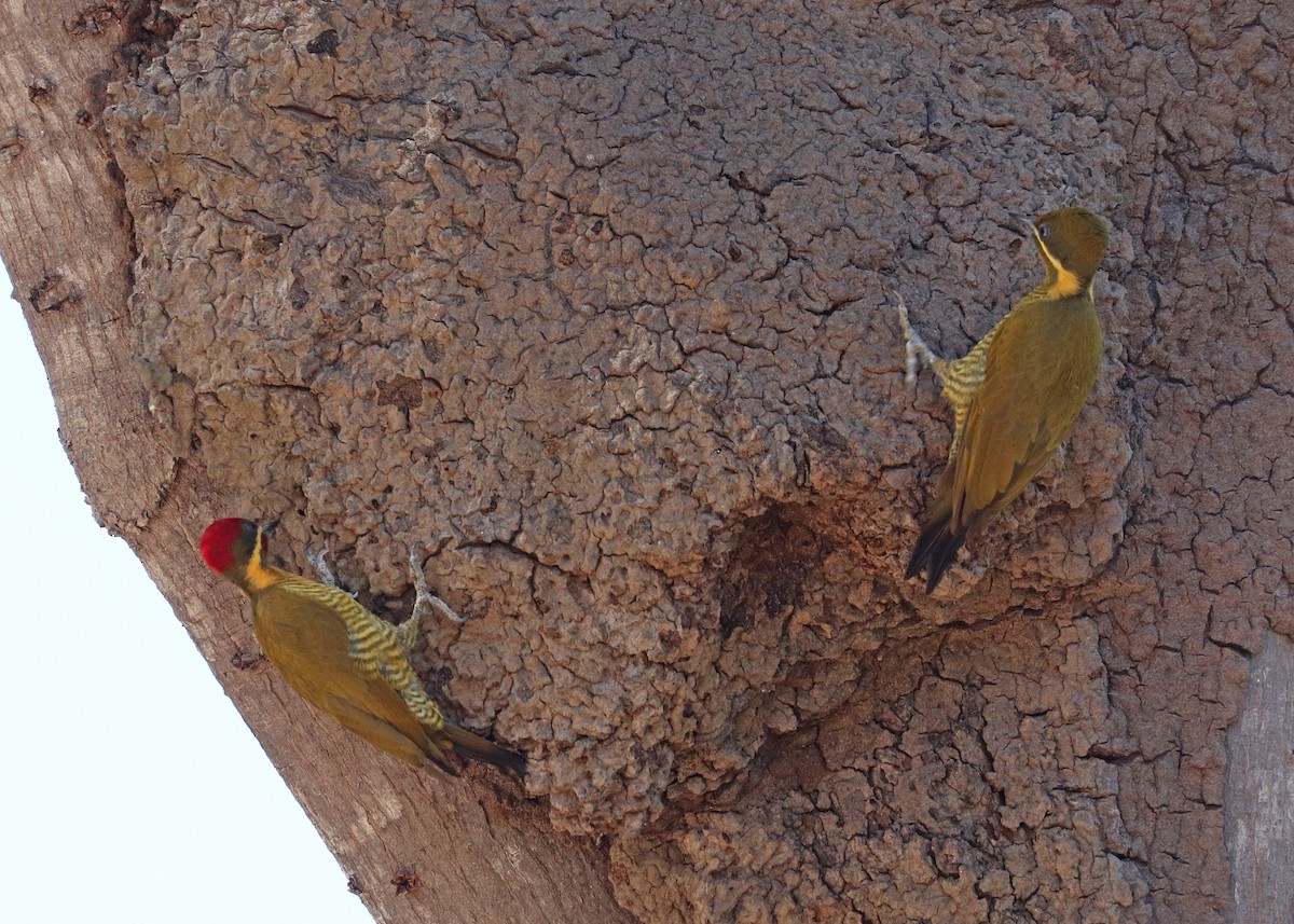 Golden-green Woodpecker - ML641801403