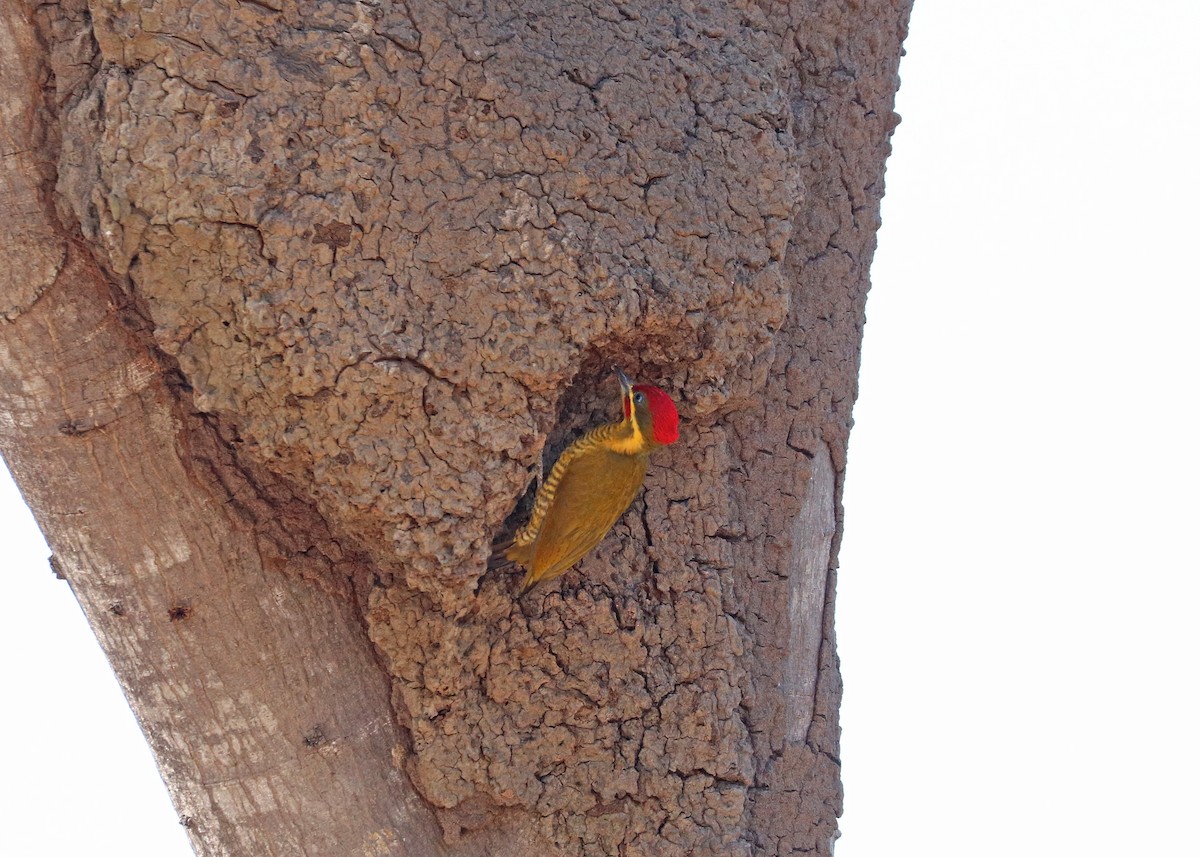Golden-green Woodpecker - ML641801406