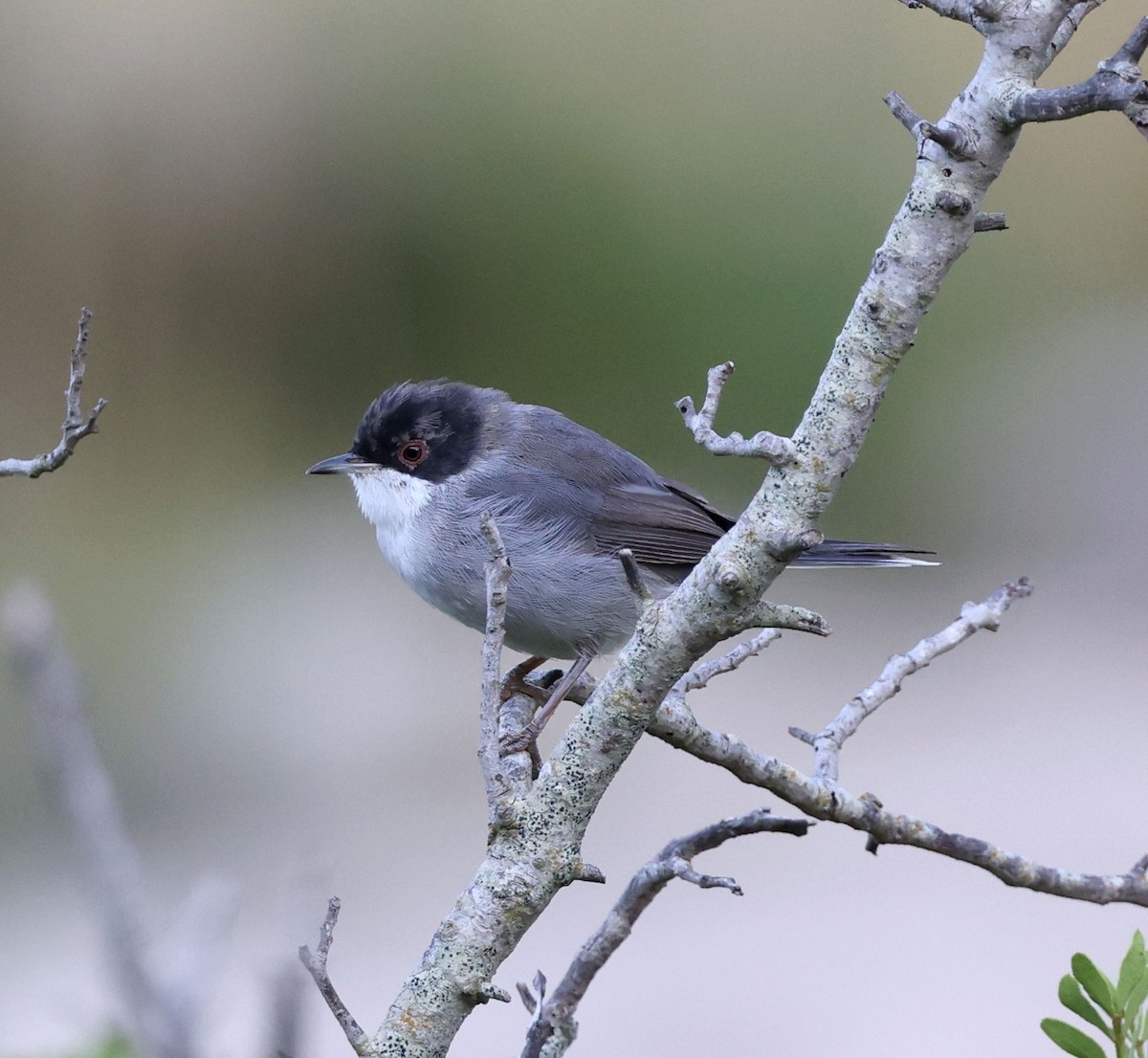 Sardinian Warbler - ML641801418
