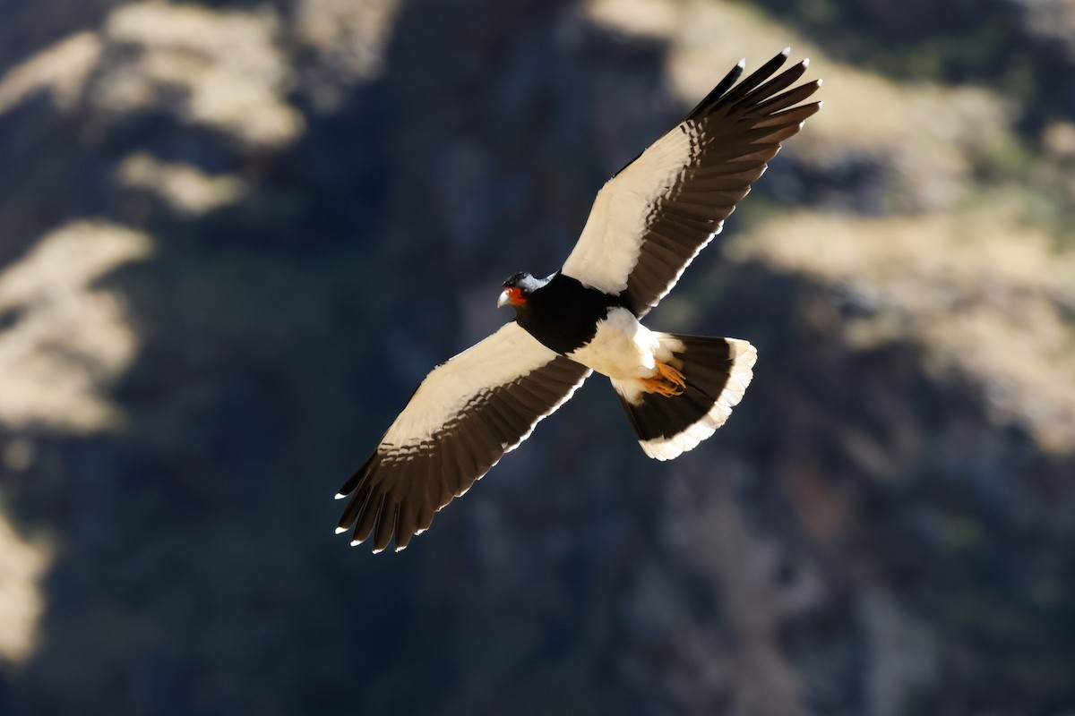 Mountain Caracara - ML641801431