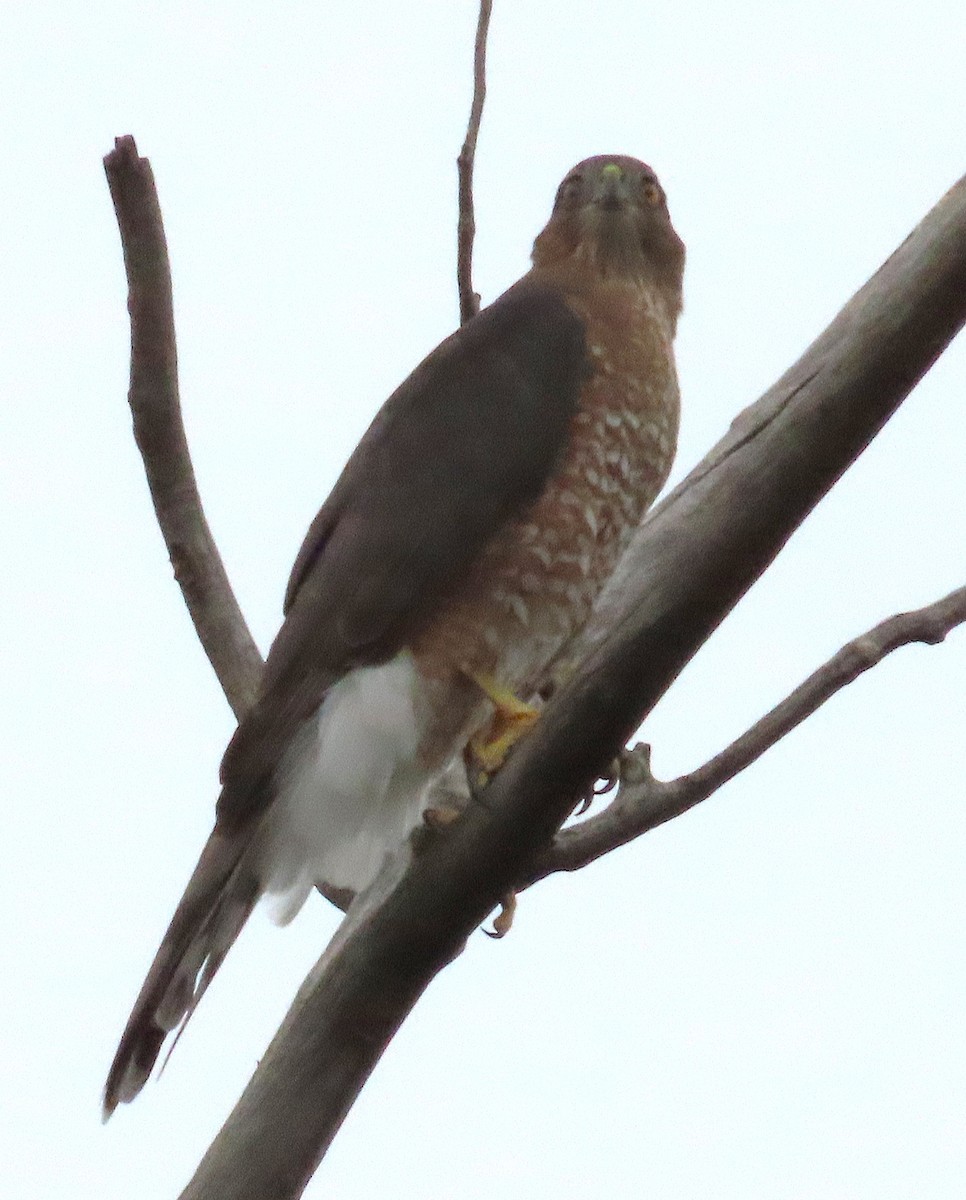 Cooper's Hawk - ML641801458
