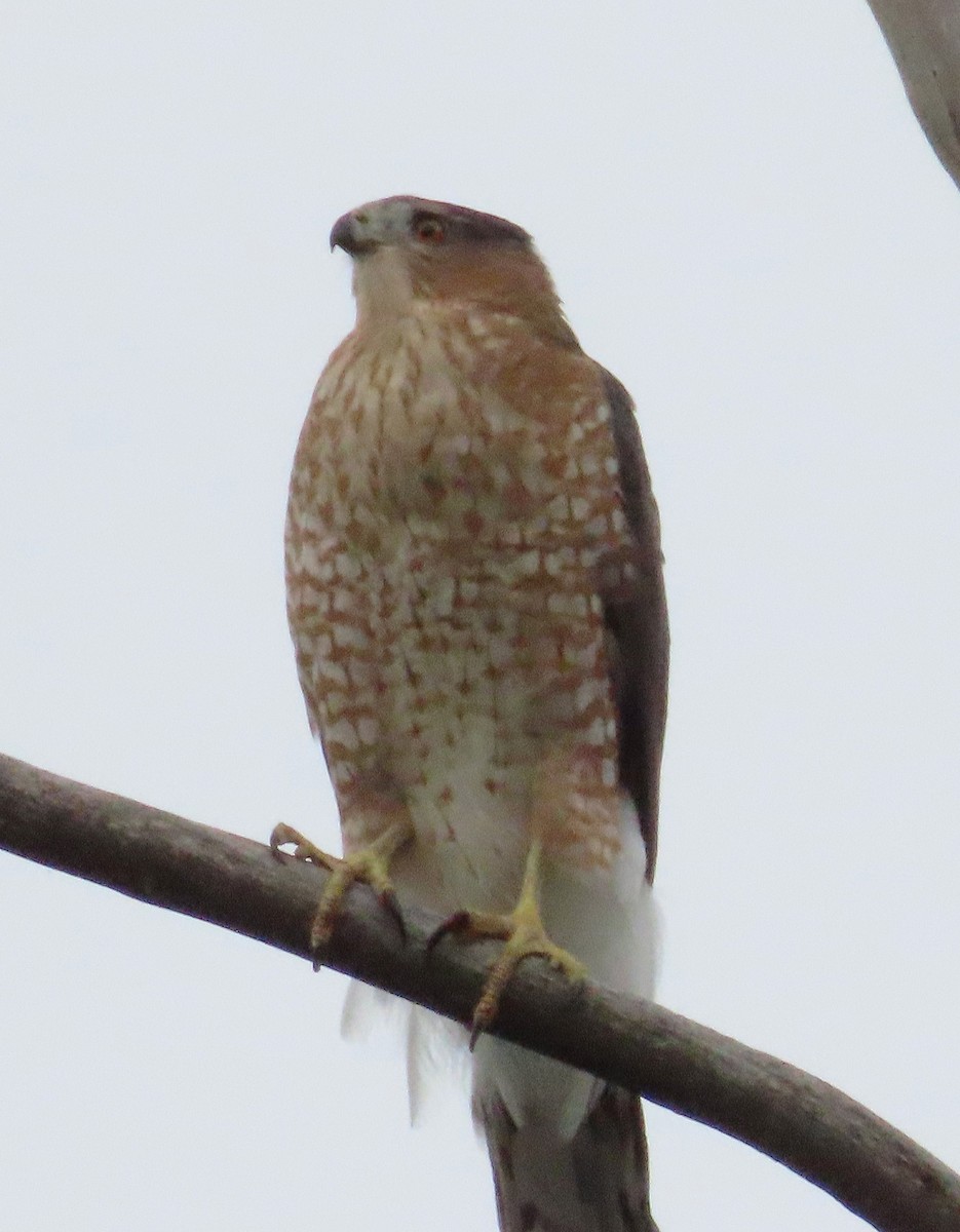 Cooper's Hawk - ML641801463