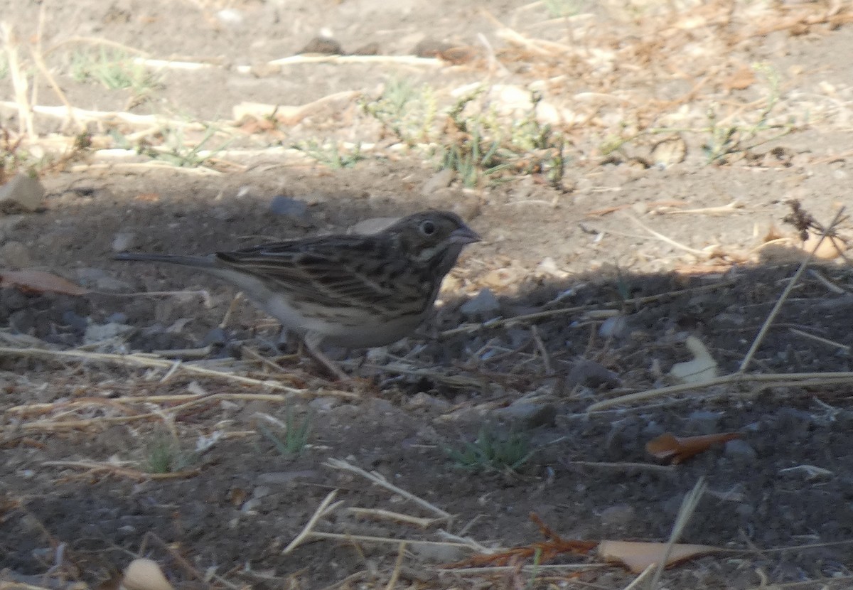 Vesper Sparrow - ML641801478