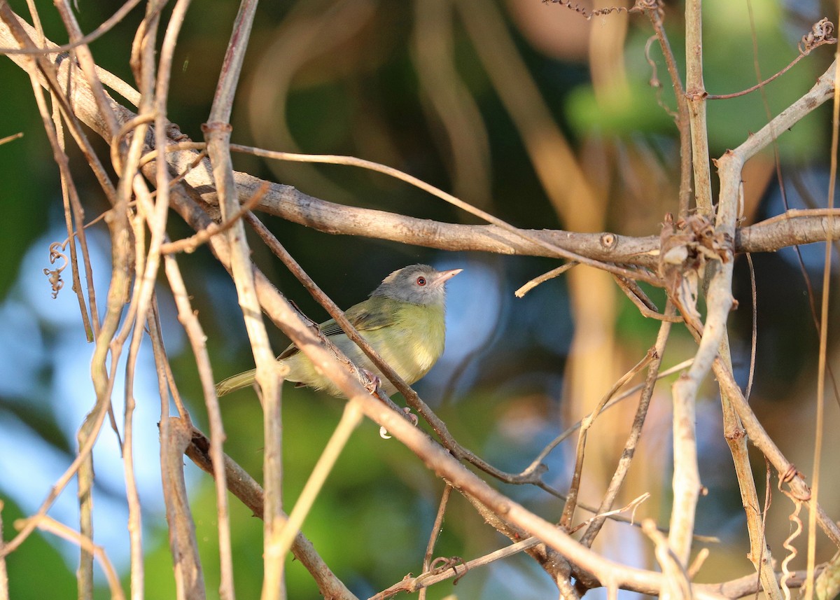 Ashy-headed Greenlet - ML641801484
