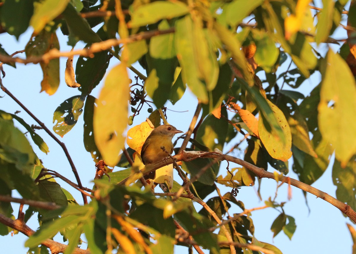 Ashy-headed Greenlet - ML641801485