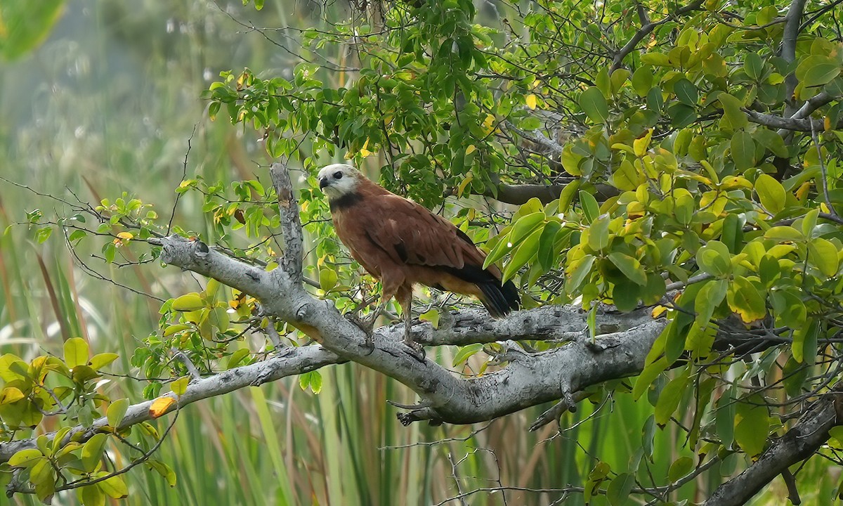 Black-collared Hawk - ML641801499