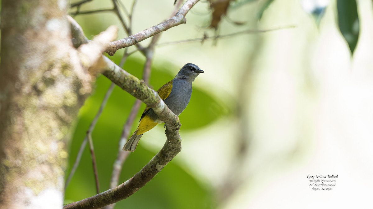 Gray-bellied Bulbul - ML641801508