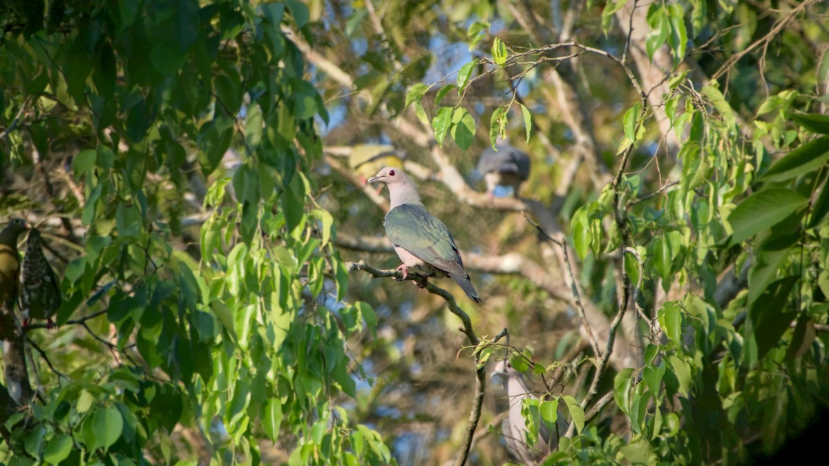 Green Imperial-Pigeon - ML641801519