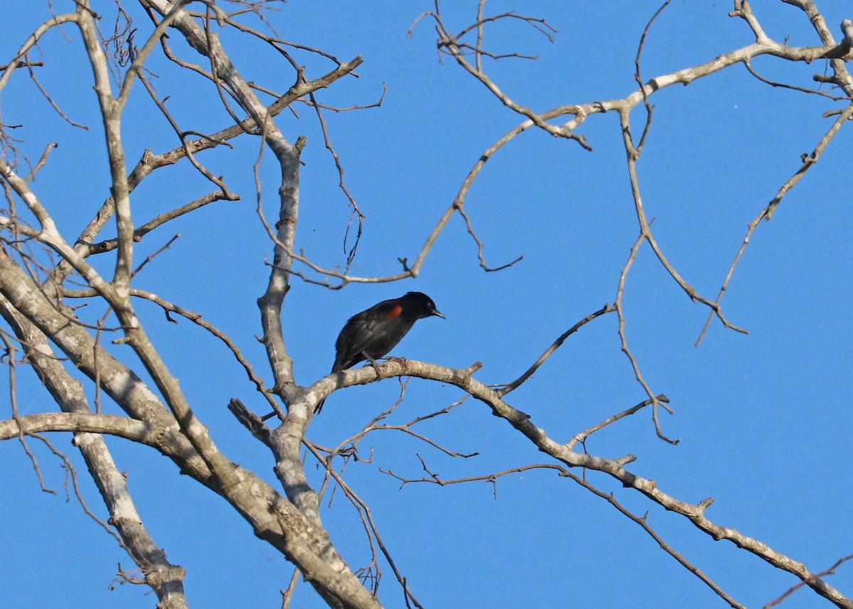 plettrupial (pyrrhopterus gr.) - ML641801526