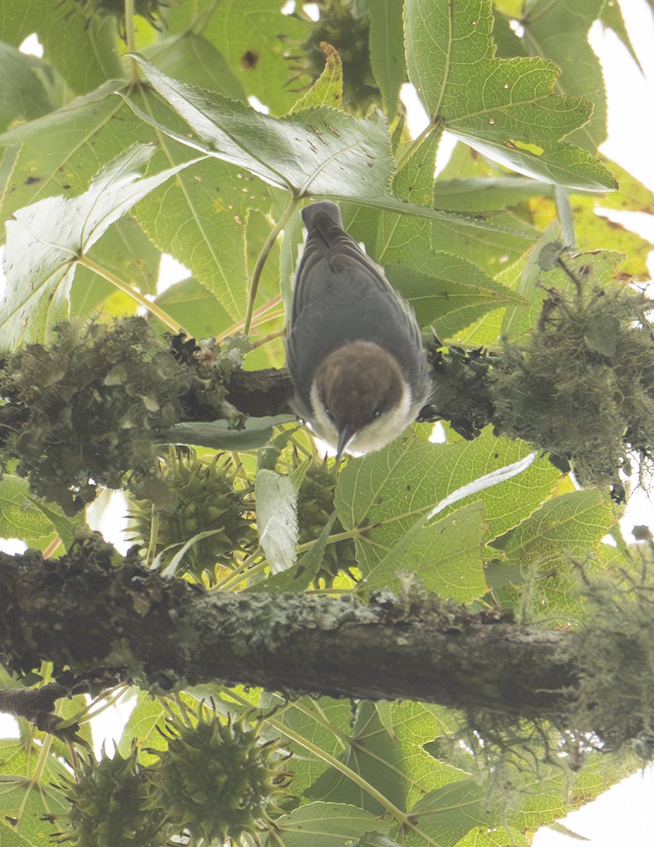 Brown-headed Nuthatch - ML641801608