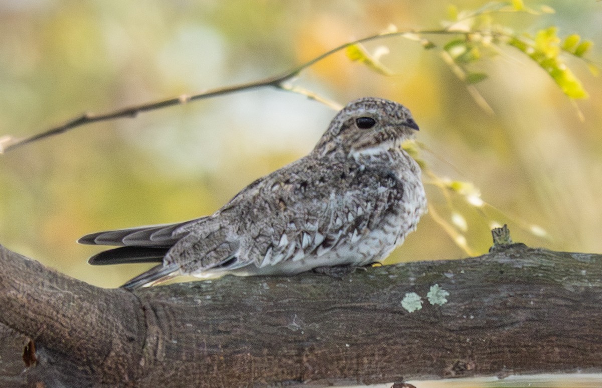 Sand-colored Nighthawk - ML641801687