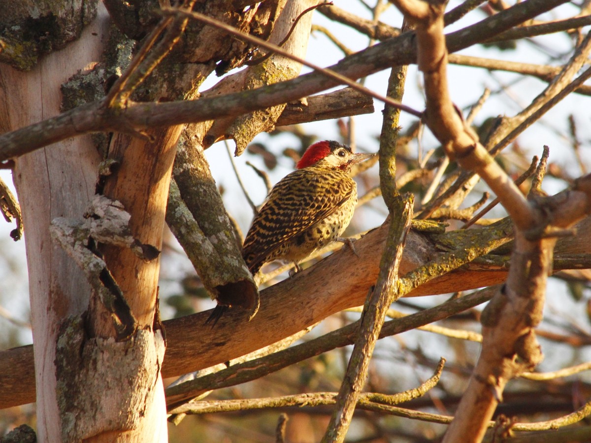 Green-barred Woodpecker - ML641801706