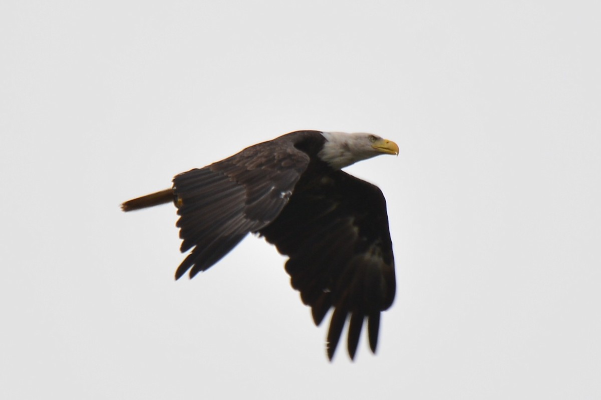 Bald Eagle - ML641801742