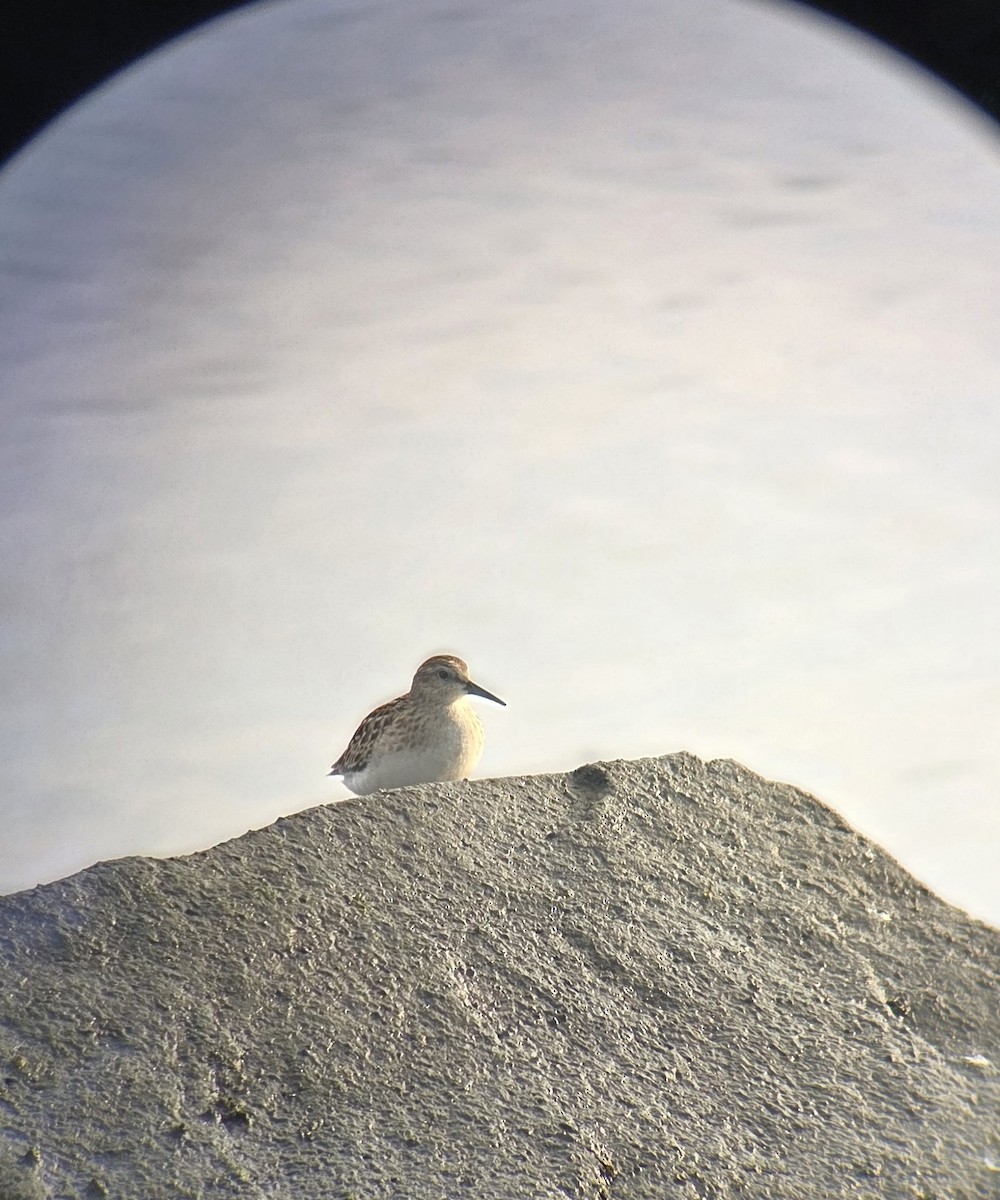 Least Sandpiper - ML641801743