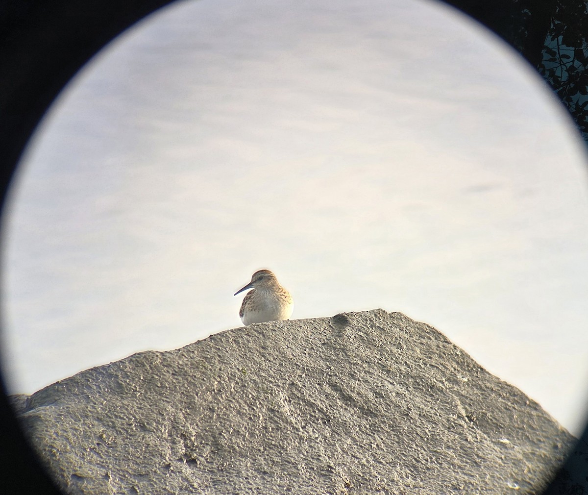 Least Sandpiper - ML641801744