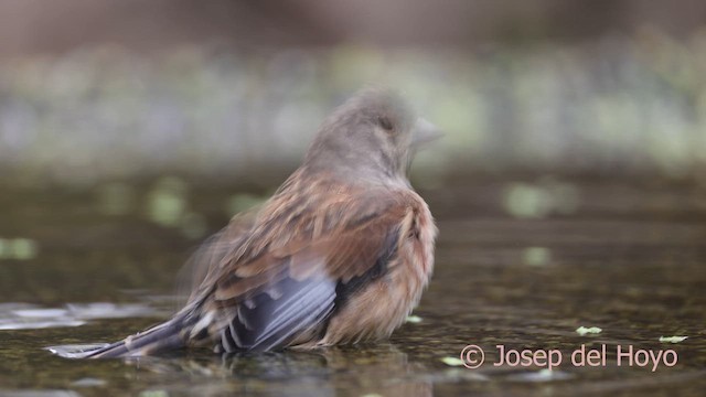 Eurasian Linnet - ML641801775