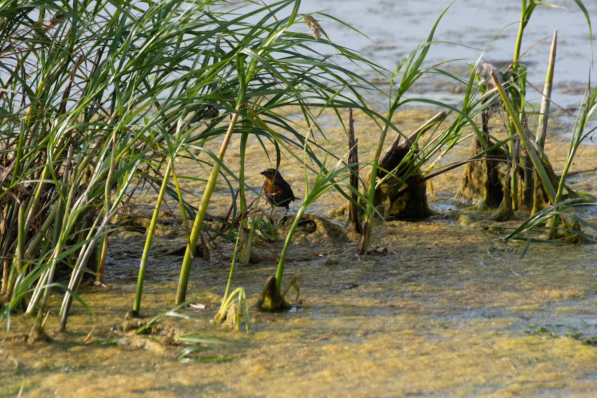 Yellow-headed Blackbird - ML641801777