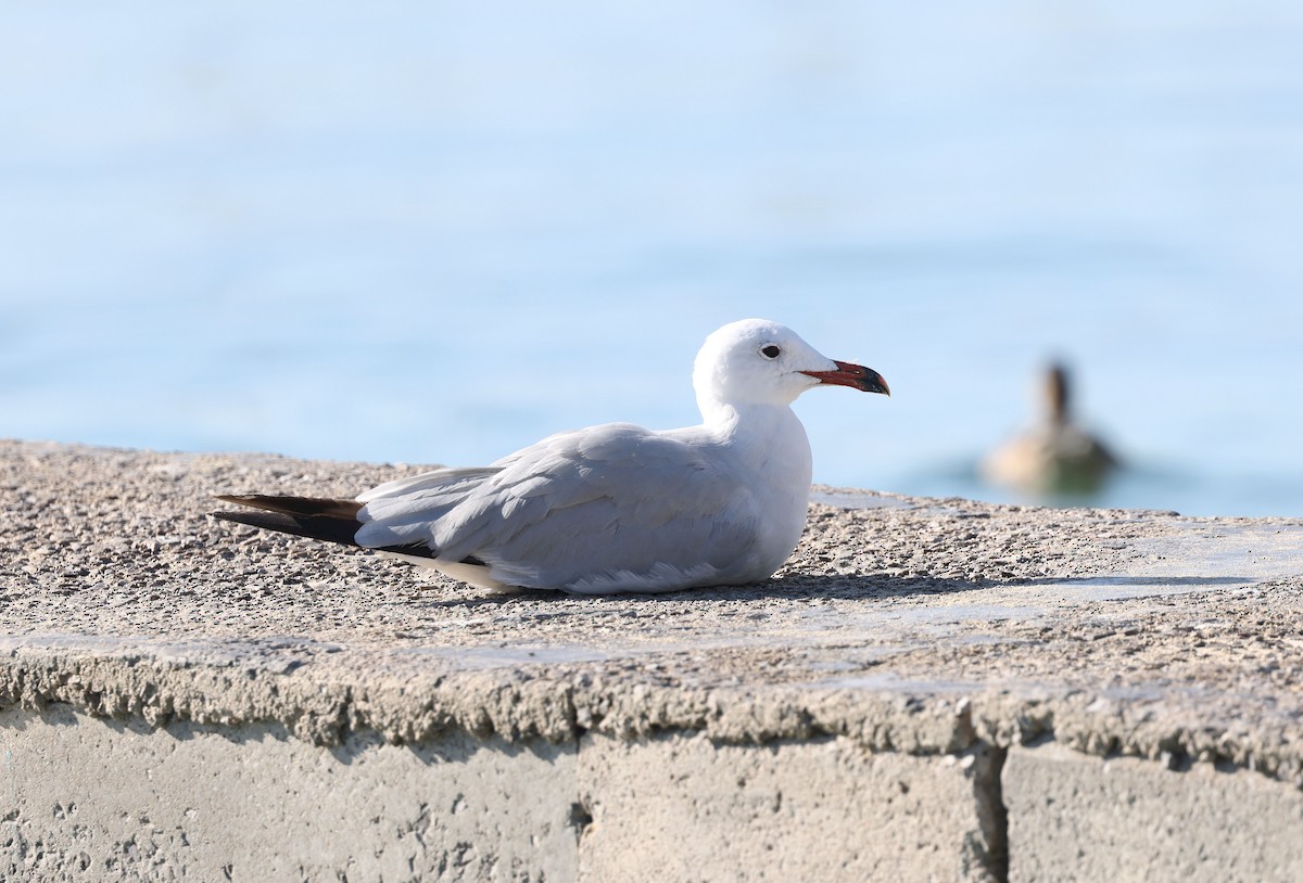 Audouin's Gull - ML641801786