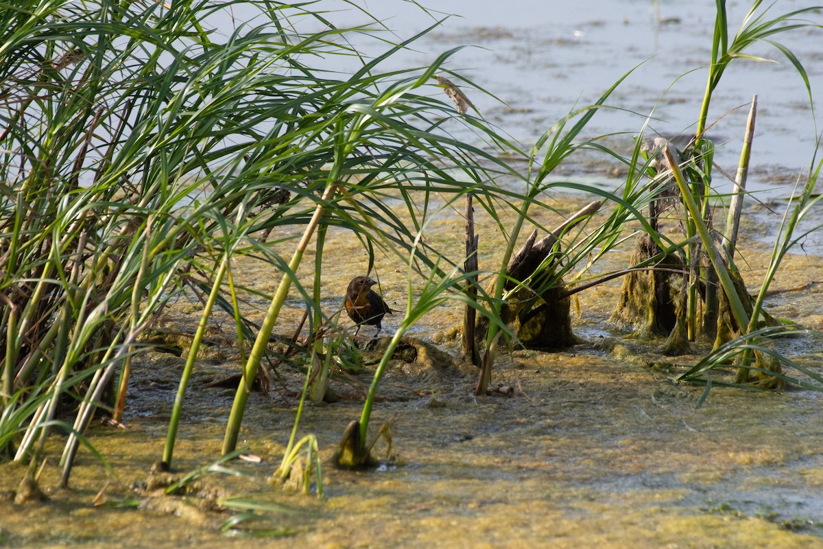 Yellow-headed Blackbird - ML641801792