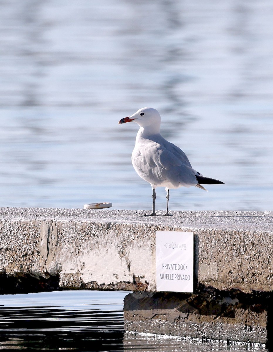 Audouin's Gull - ML641801795