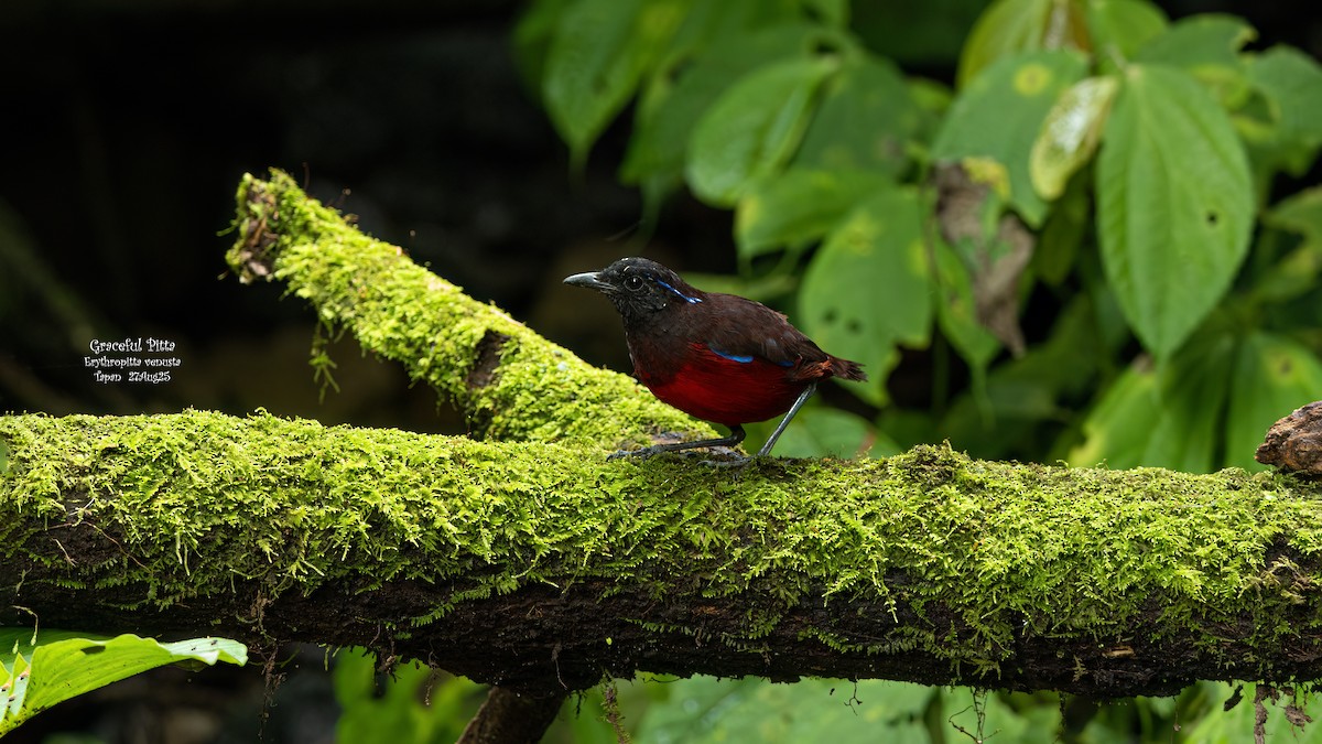 Graceful Pitta - ML641801796