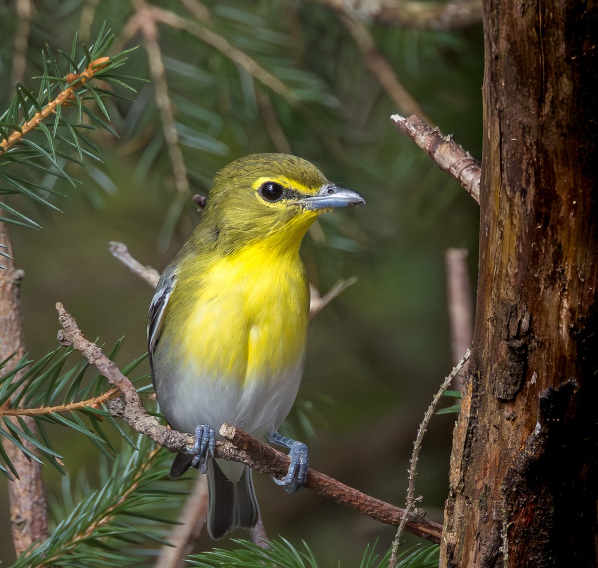 Sarı Gerdanlı Vireo - ML641801798