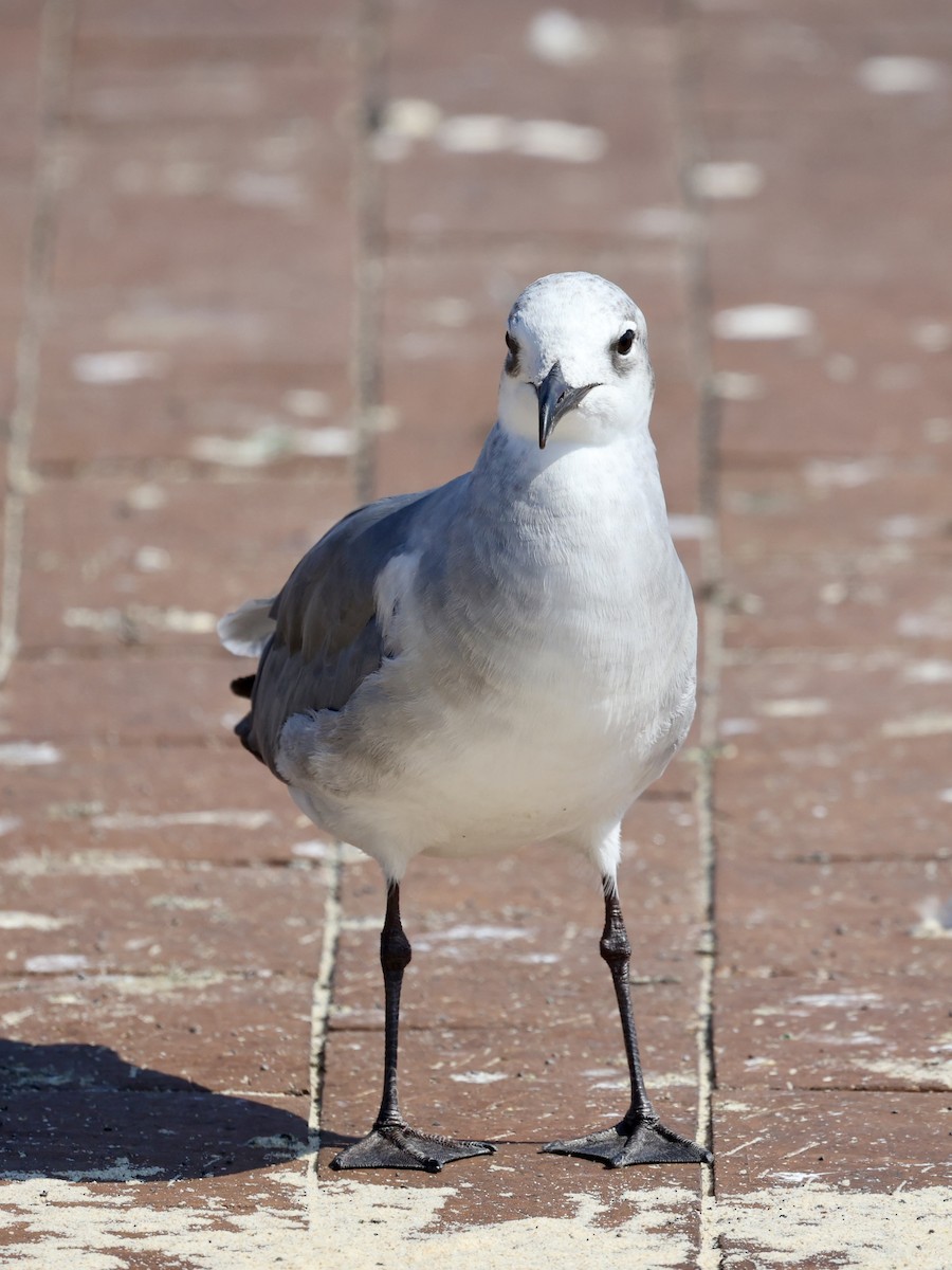 Laughing Gull - ML641801806