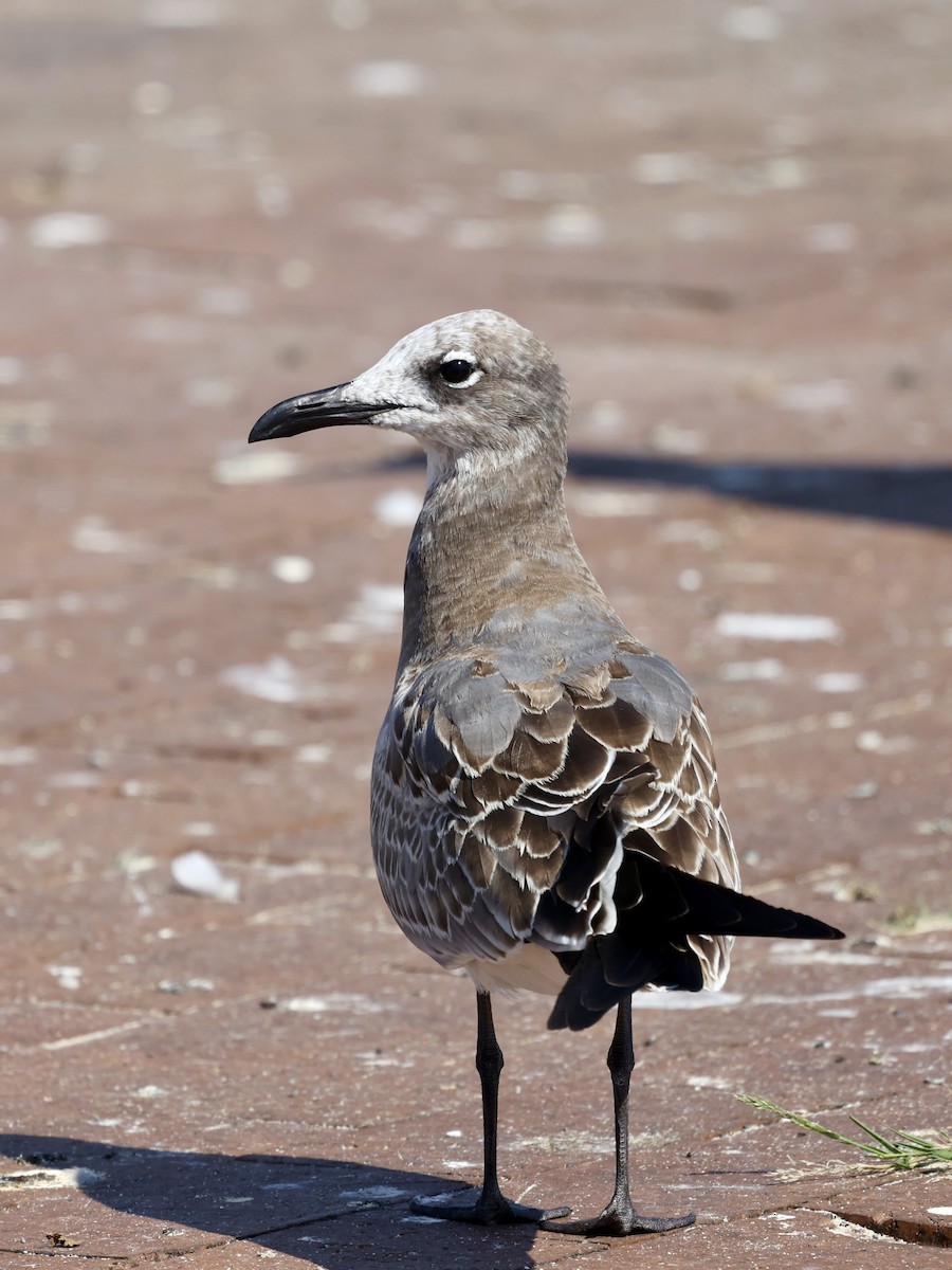 Laughing Gull - ML641801807