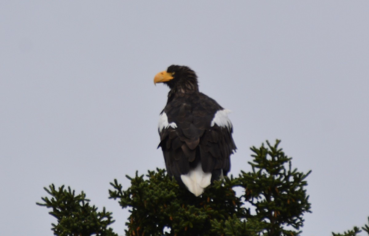 Steller's Sea-Eagle - ML641801833