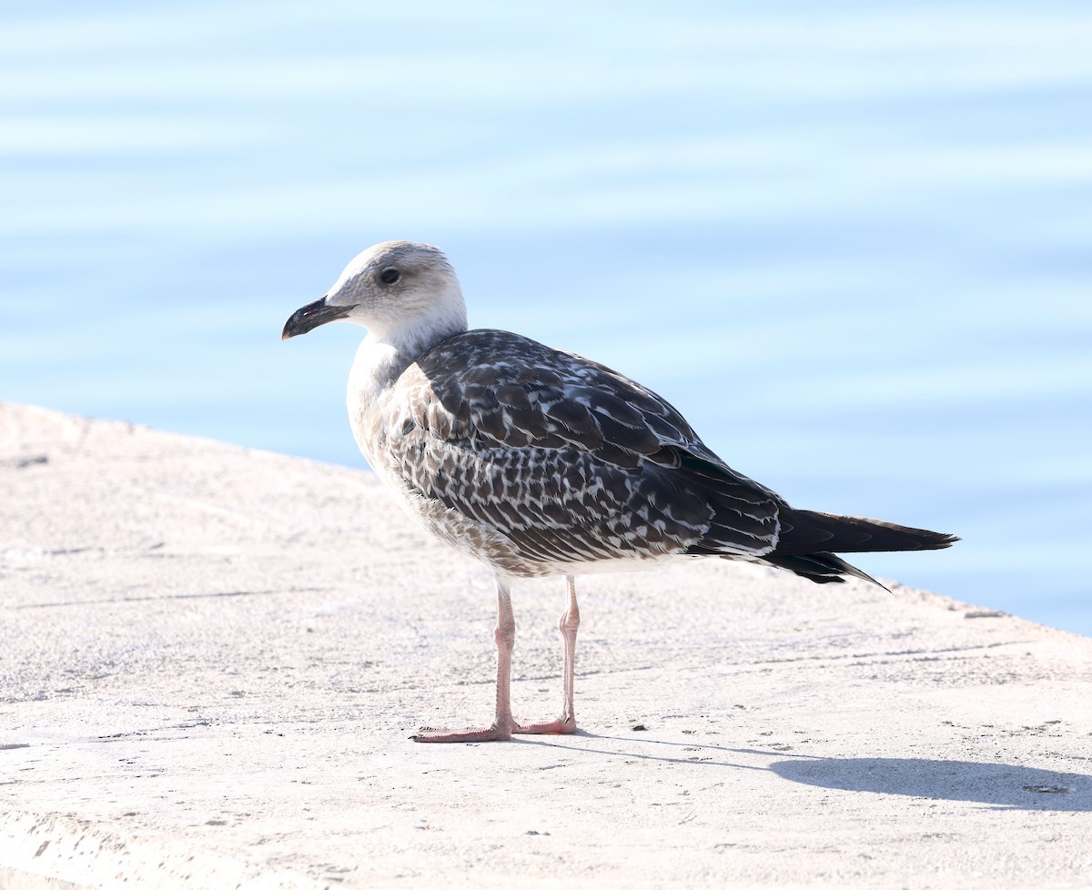 Yellow-legged Gull - ML641801839