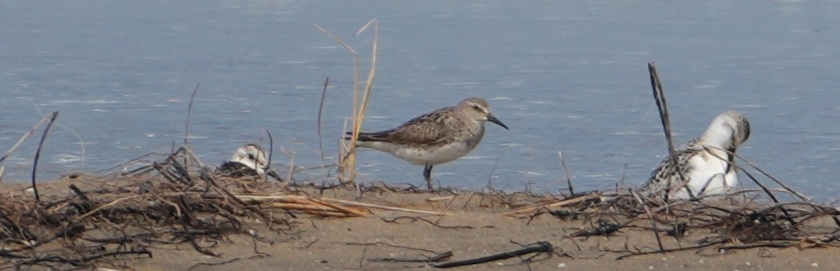 Weißbürzel-Strandläufer - ML641801863