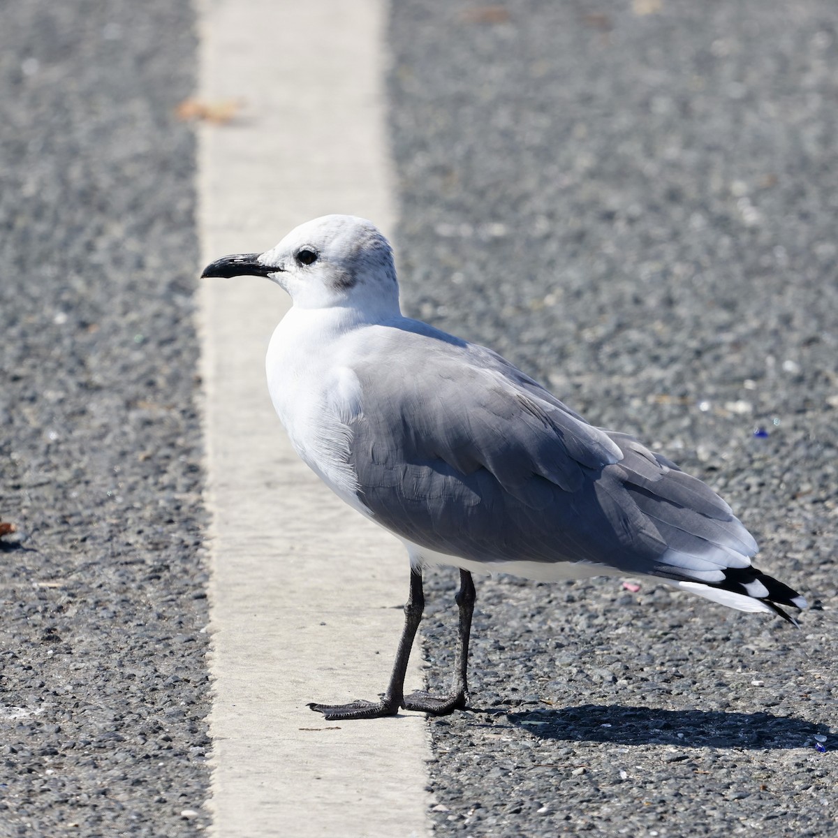 Laughing Gull - ML641801877