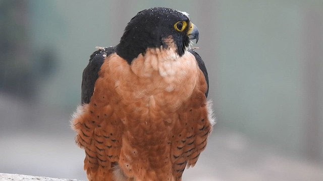 Peregrine Falcon (Shaheen) - ML641801885