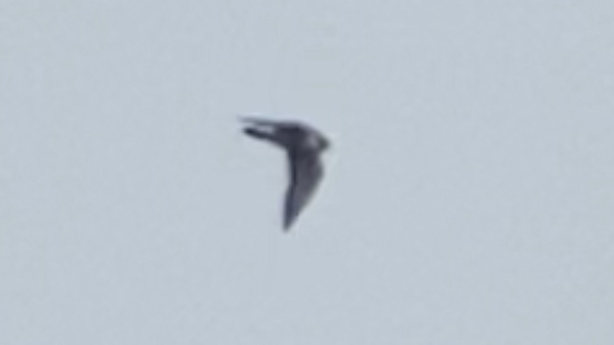 Red-footed Falcon - ML641801887