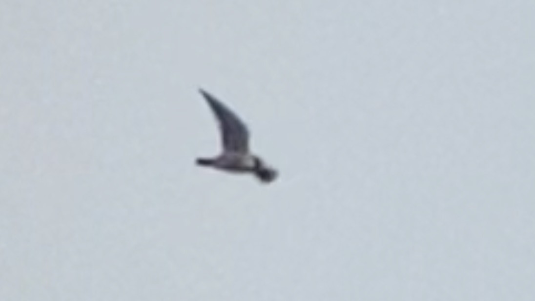 Red-footed Falcon - ML641801888