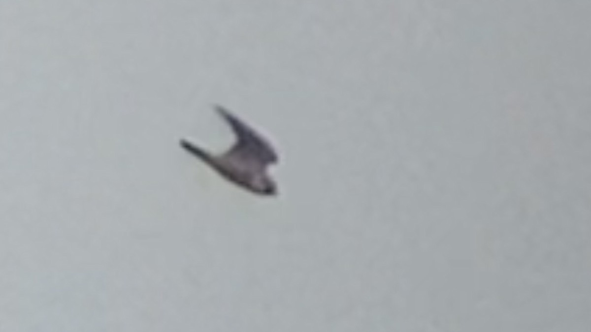 Red-footed Falcon - ML641801889