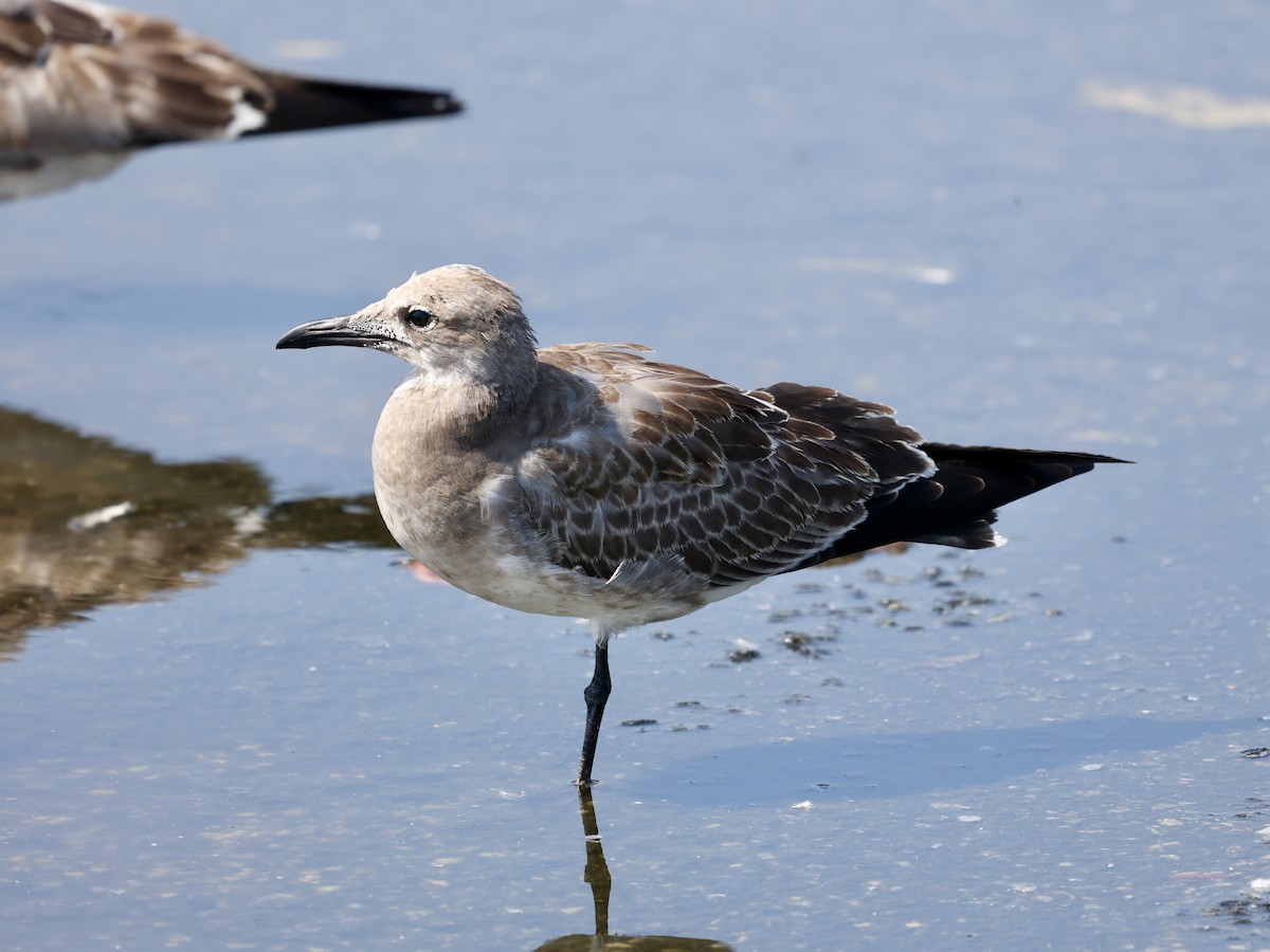 Laughing Gull - ML641801894