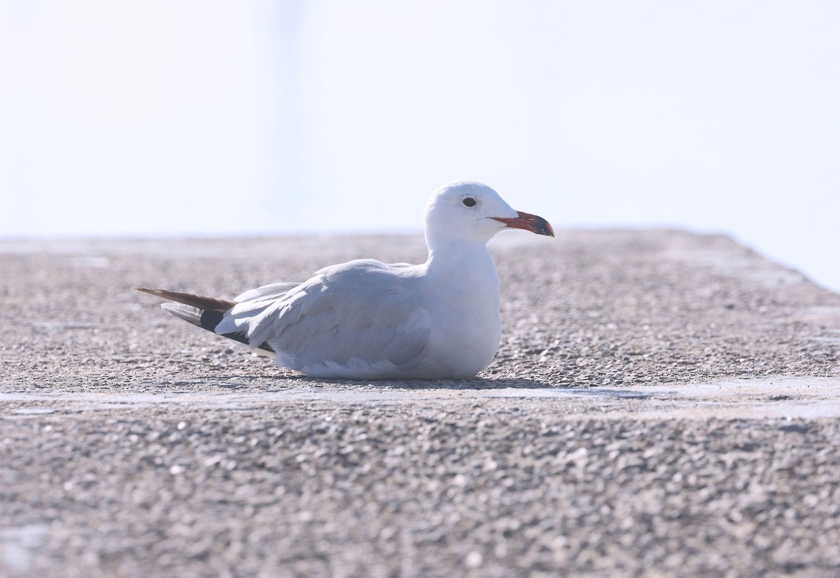 Audouin's Gull - ML641801898