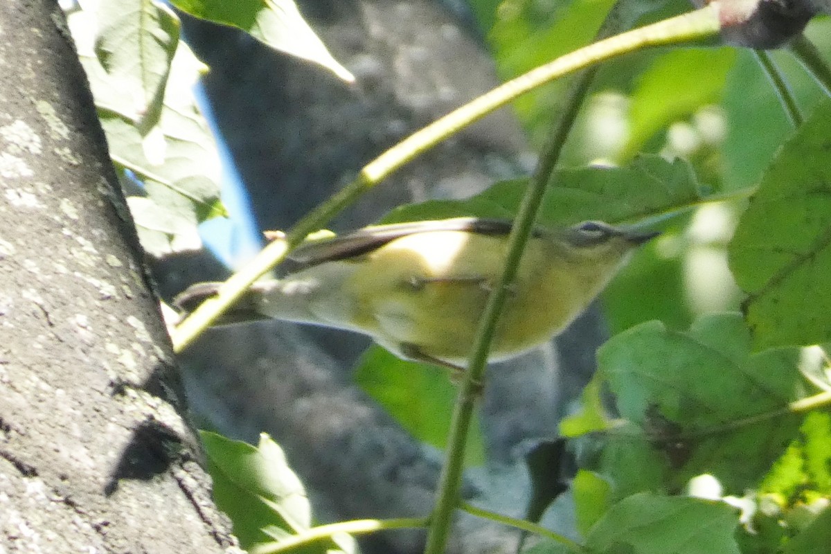 Black-throated Blue Warbler - ML641801903