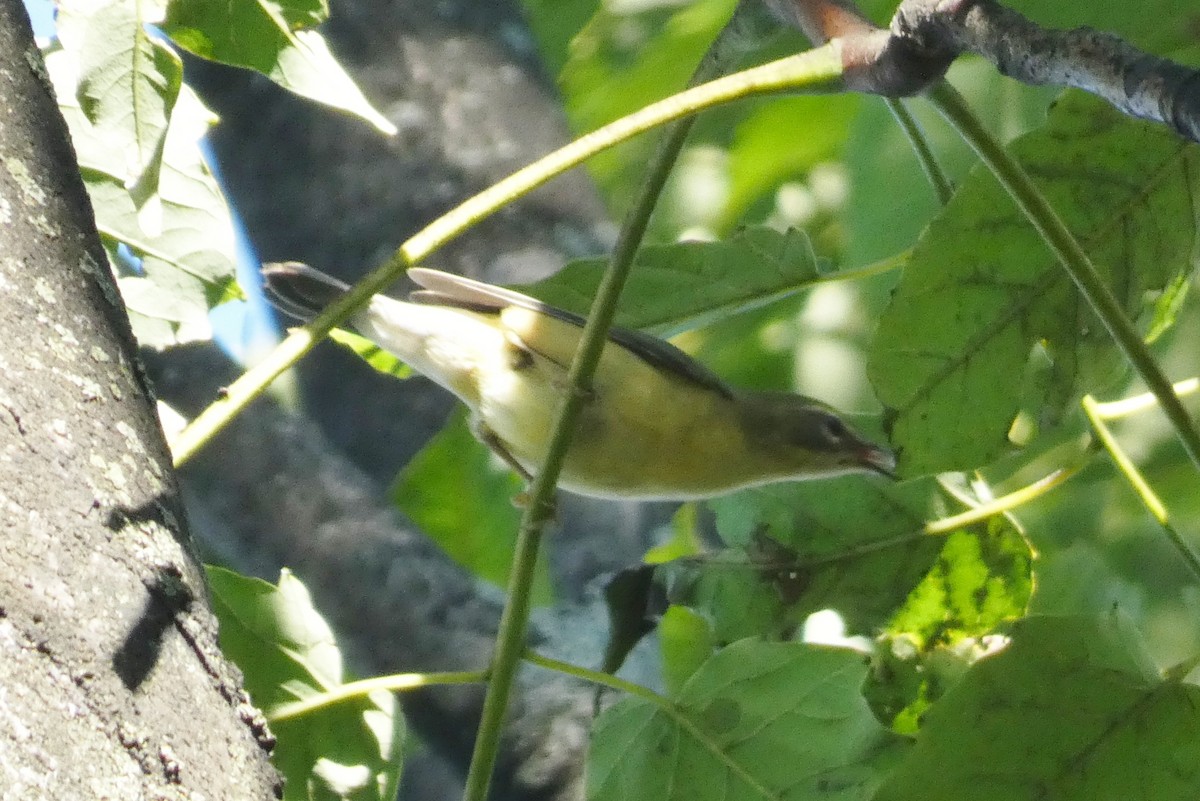 Black-throated Blue Warbler - ML641801904
