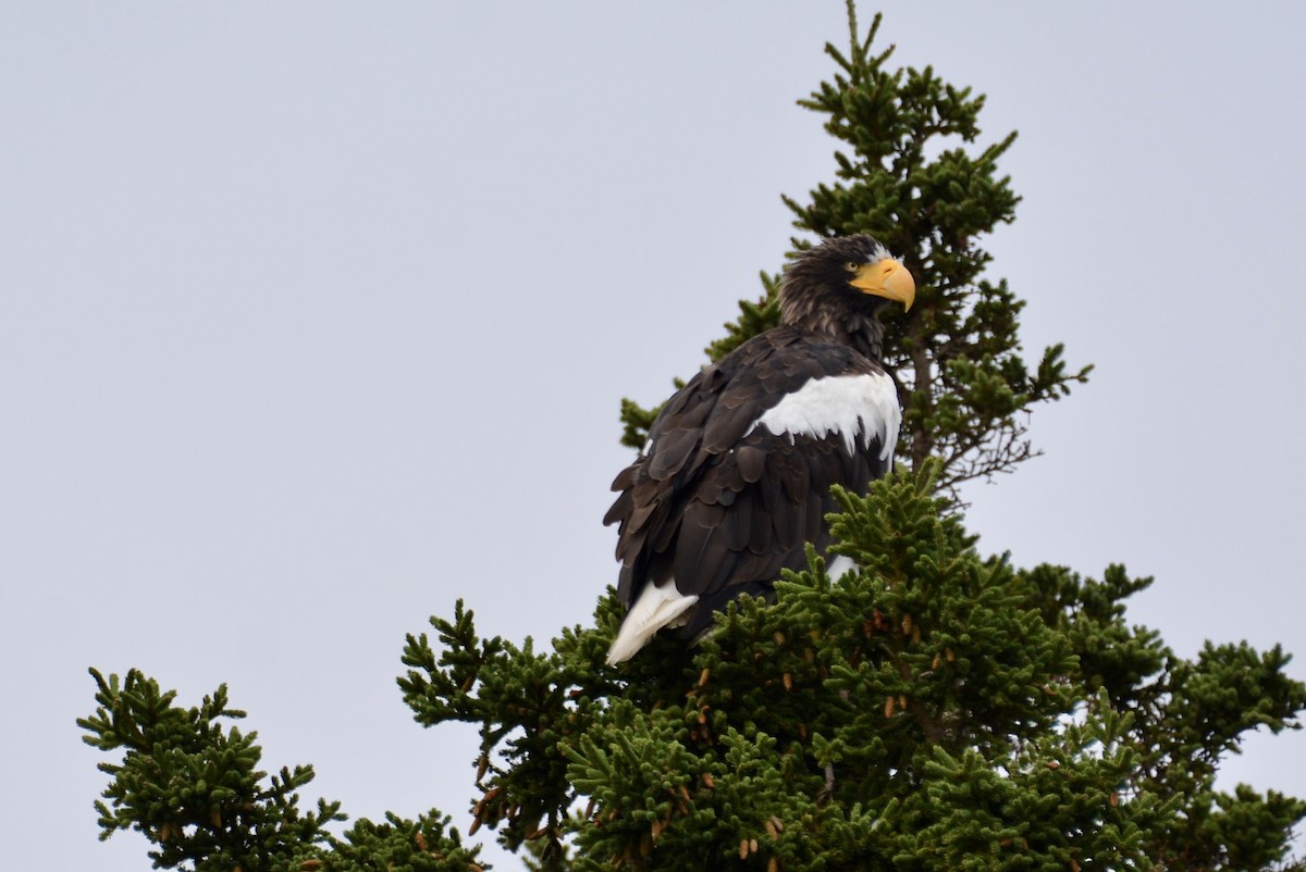 Steller's Sea-Eagle - ML641801926
