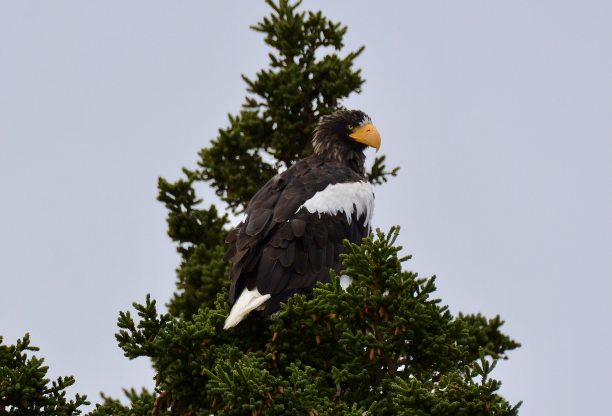 Steller's Sea-Eagle - ML641801927