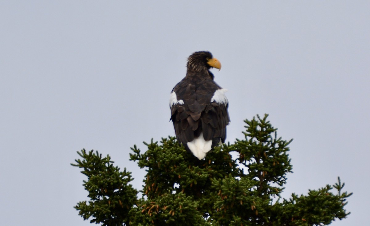 Steller's Sea-Eagle - ML641801928